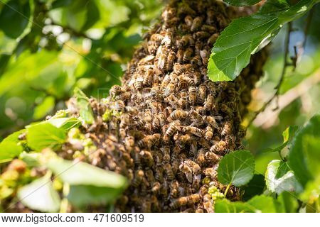 Close Up Shot Of Bee Swarm On Branch Of A Tree. Beekeeping Moments, Catching Clusters Of Honey Insec