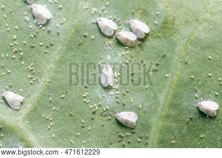 Whitefly Aleyrodes Proletella Agricultural Pest On Cabbage Leaf.