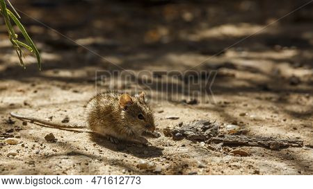 Rhabdomys Eating Seed On The Ground  In Kgalagadi Transfrontier Park, South Africa ; Specie Rhabdomy