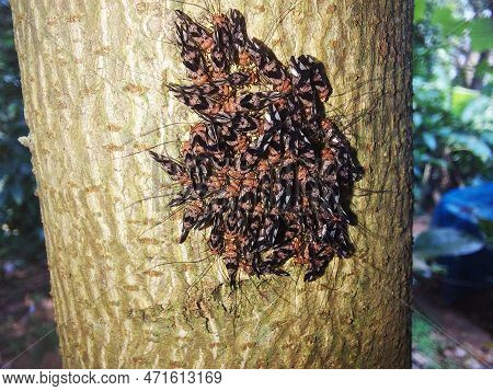 Close Up View Of A Number Of Bark Lice On A Tree Branch , Macro ,cerastipsocus Venosusimage