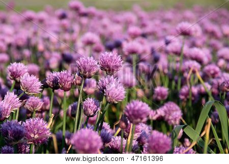 Flowering Onion Field