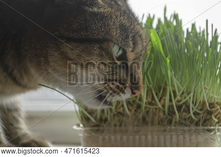 A Domestic Cat Eats Grass On The Windowsill. Striped Cat And Green Grass. Decorative Grass For Cats