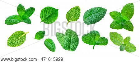 Mint Leaves Collection. Fresh Melissa Leaf Set Isolated On White Background.