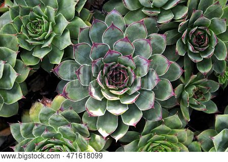 Sempervivum Succulent (houseleek) Growing In The Garden