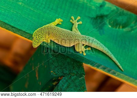 Standing's Day Gecko (phelsuma Standingi) Is An Arboreal And Diurnal Species Of Lizard In The Family
