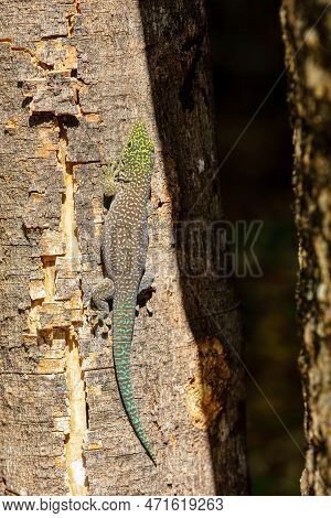 Standing's Day Gecko (phelsuma Standingi) Is An Arboreal And Diurnal Species Of Lizard In The Family
