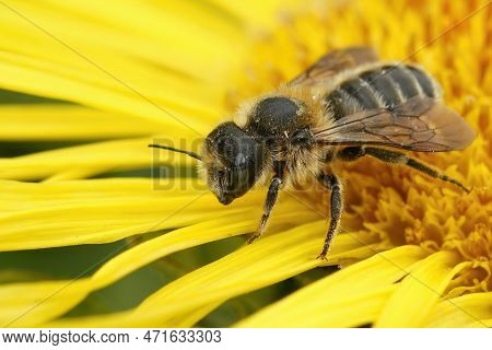 Natural Closeup On A Blue-eyed Female Of The Rare Tridentate Small-mason, Hoplitis Tridentata Sittin