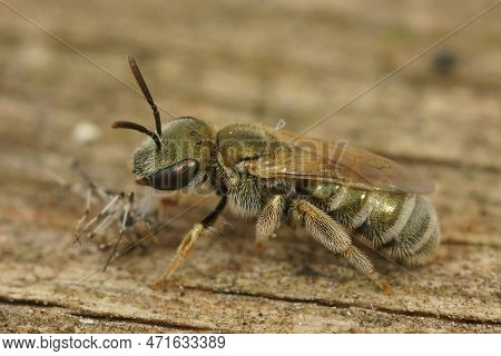 Detailed Closeup On A Colorful Metallic Green Mediterranean Bronze Furrow Bee, Halictus Species , Si