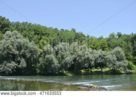 Detail Of River Kupa Near Orljakovo In Croatia