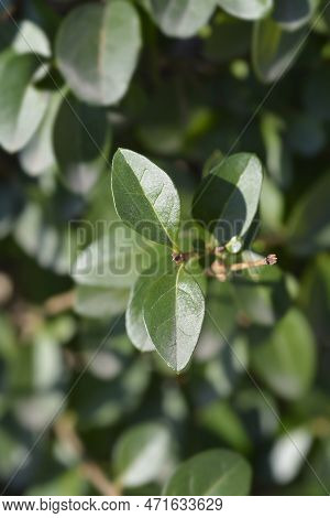 Oval-leaved Privet Branch With Leaves In The Spring
