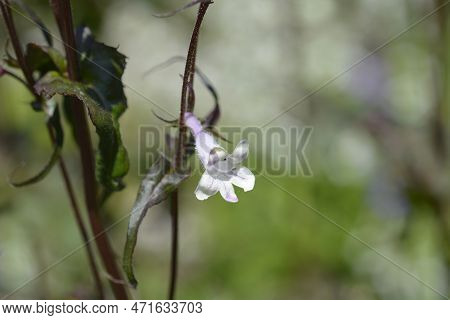 Foxglove Beardtongue Husker Red Flower In The Spring