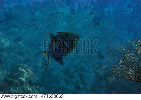 Digitally Created Watercolor Painting Of Balistes Vetula The Queen Triggerfish Or Old Wife A Reef Dw