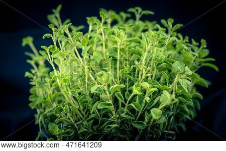 Green Oregano Origanum Vulgar Delicious Kitchen Herbs