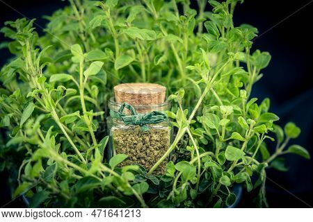 Green Oregano Origanum Vulgar Delicious Kitchen Herbs