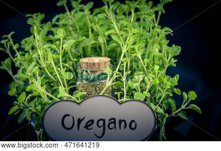 Green Oregano Origanum Vulgar Delicious Kitchen Herbs