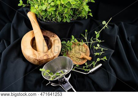 Green Oregano Origanum Vulgar Delicious Kitchen Herbs