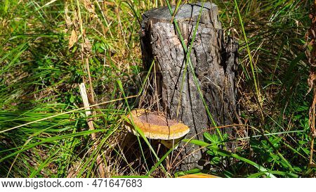 Fungus Or Mushroom Grows On Trunk Of A Sawn Tree Or Stump. Polypores Are Group Of Fungi That Form La