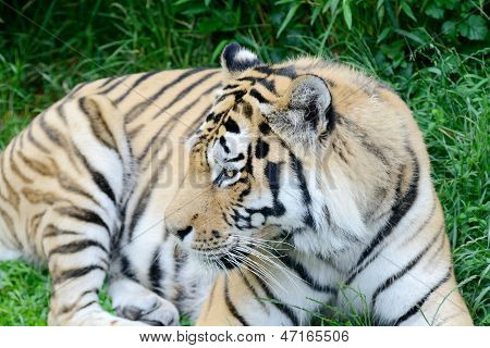 Tigre