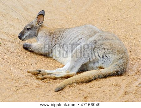 Wallaby delle rocce da solo