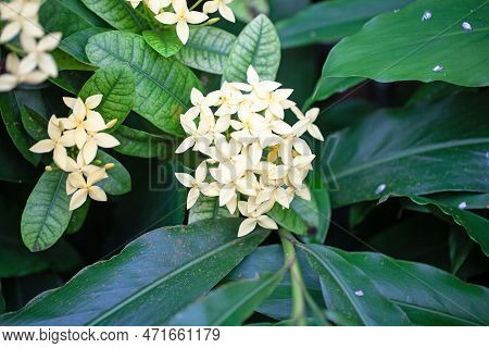 Flowers Of A Jungle Geranium Plant, Ixora Coccinea