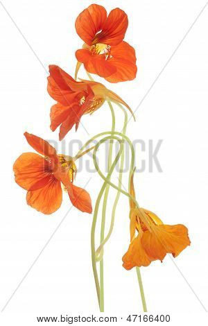 Nasturtium
