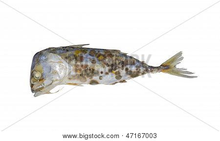 Mögel växer på gamla fisken