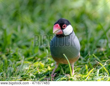 Java Sparrow Foraging In The Grass In A Field