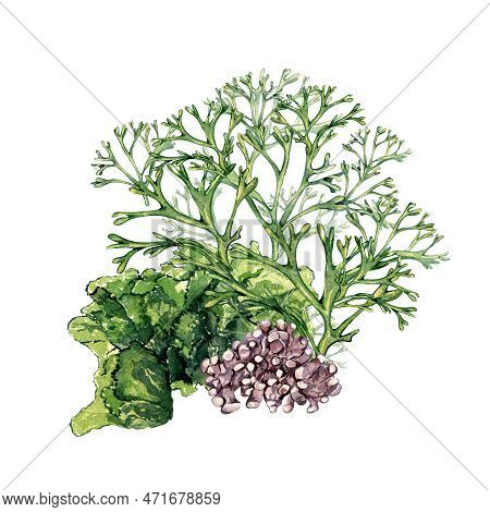 Composition Of Green Sea Plants Watercolor Illustration Isolated On White.