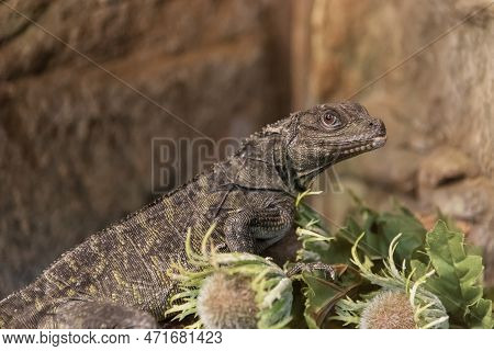 Closeup View Of Lizard Hydrosaurus Pustulatus In Zoo