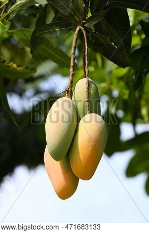 Mahachanok Mango On Tree In The Orchard, Unripe Mango On The Tree In Fruit Orchards In Thailand.