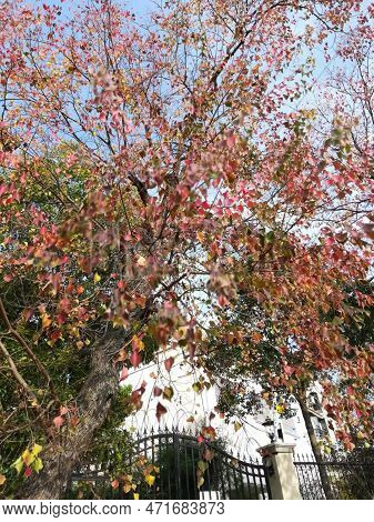 The Tree With Beautiful Colored Leaves Is Standing In Fron Of The Courtyard In Silence.
