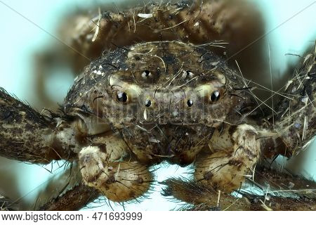 Extrem Super Macro, Thomisidae Spider, Common Name Crab Spider