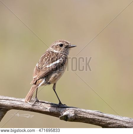 European Stonechat, Saxicola Rubicola, Saxicola Torquata. The Female Is Sitting On A Branch