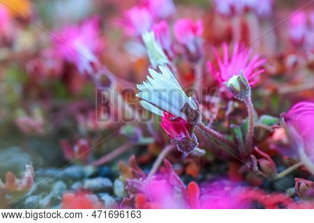 Blooming Colorful Dorotheanthus Bellidiformis