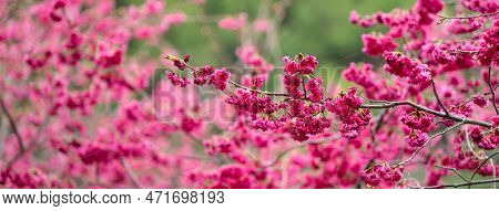 Beautiful Yae Sakura Cherry Blossom Blooming In Taiwan.