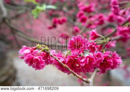 Beautiful Yae Sakura Cherry Blossom Blooming In Taiwan.