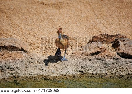 The Ferruginous Duck - Aythya Nyroca - A Ferruginous Pochard Near Small Lake.
