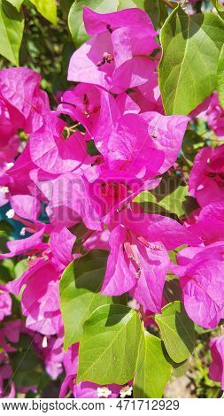 A Beautiful And Charming Pink Flower, Surrounded By Green Leaves In A Beautiful Garden In The Sunlig