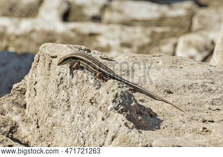 Blue-tailed Skink Lizard Stood On A Stone Rock In Rural Countryside Garden Sunbathing