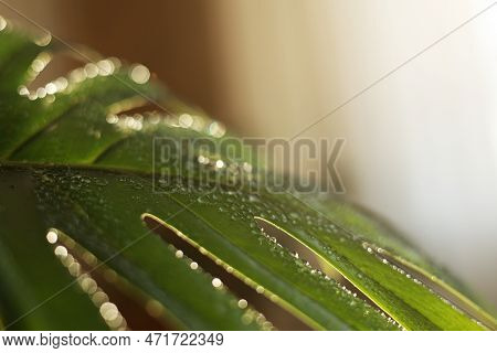 Close Up Of Water Drops On Fresh Monstera Minima Or Rhaphidophora Tetrasperma Houseplant Leaf Indoor