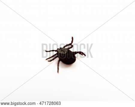 Infectious Dermacentor Dog Tick Arachnoid Parasite Insect Macro Isolated On White Background.