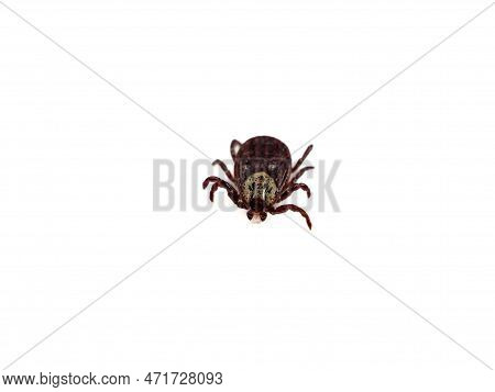 Infectious Dermacentor Dog Tick Arachnoid Parasite Insect Macro Isolated On White Background.