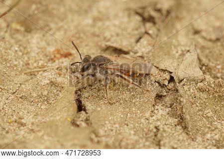 Natural Closeup On A Female Red-bellied Miner Solitary Bee, Andrena Ventralis Sitting On The Ground
