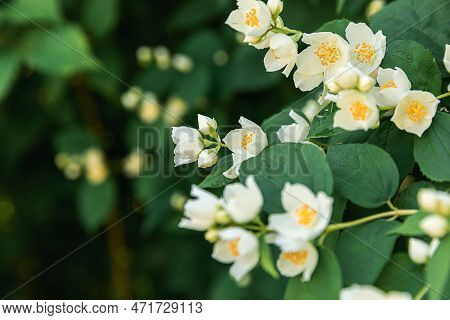 Beautiful White Jasmine Blossom Flowers In Spring Time. Background With Flowering Jasmin Bush. Inspi