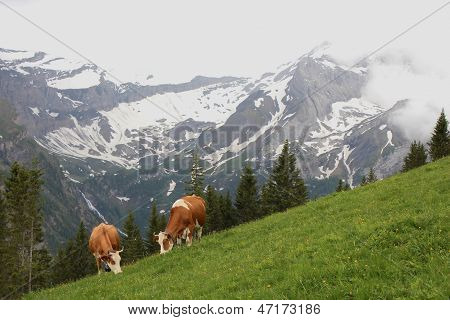 Mucche al pascolo nelle Alpi svizzere