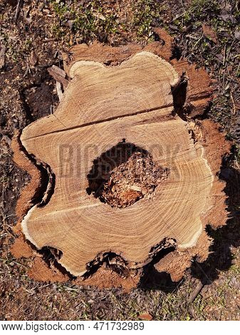 A Cut Of A Tree In A City Park Close-up.wood Saw Cut.
