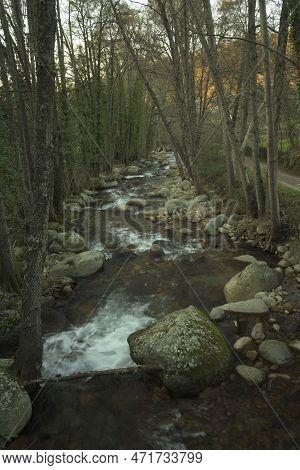 Flowing River With Numerous Stones In Gallery Of Trees