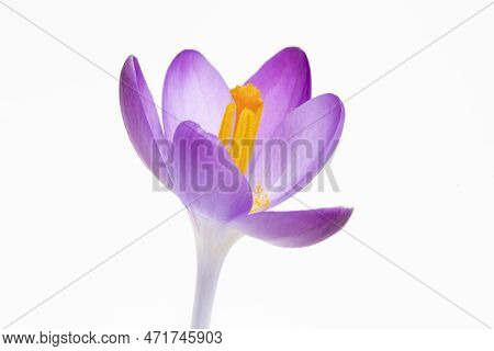 Closeup Image Of A Crocus Tommasinianus Against A White Background