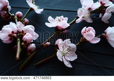 Twigs With Pink Blossoms Of Apple Or Peach Tree On Black Boards. Delicate Inflorescences In The Coun
