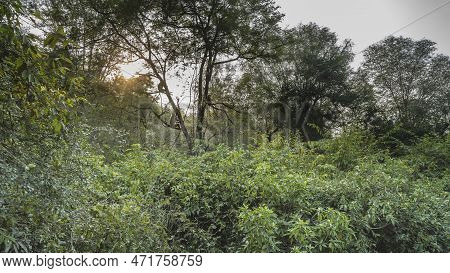 Lush Impenetrable Jungle. There Are Green Bushes In The Foreground. Langur Monkeys Are Sitting On A 